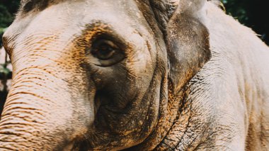 İki büyük kara memelisi, Asya filleri, yan yana duran, çamurla kaplı, kulaklarını çırpan elephas maximus, uzun gövdesini yiyecek toplamak için kullanır, yerde yapraklı dallar yer..