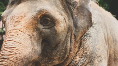 İki büyük kara memelisi, Asya filleri, yan yana duran, çamurla kaplı, kulaklarını çırpan elephas maximus, uzun gövdesini yiyecek toplamak için kullanır, yerde yapraklı dallar yer..