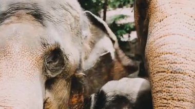 Hayvanat bahçesindeki fil