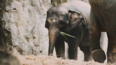 Hayvanat bahçesinde genç fil