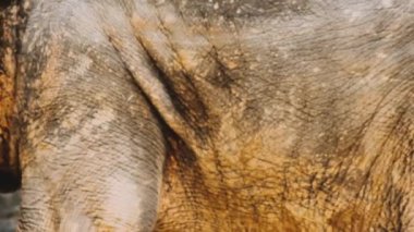 bir fil bagajında yakın çekim