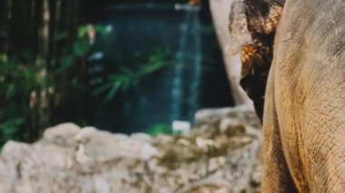 Hayvanat bahçesindeki fil