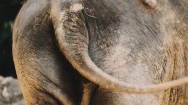 Hayvanat bahçesindeki fil