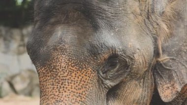 Hayvanat bahçesindeki fil