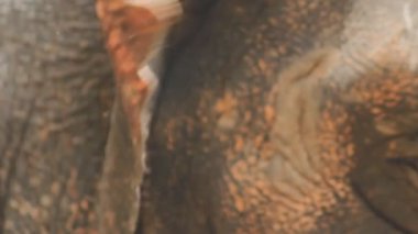 Hayvanat bahçesinde fil cilt