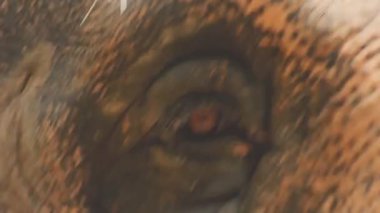 Güzel bir Afrika filinin yakın görüntüsü.