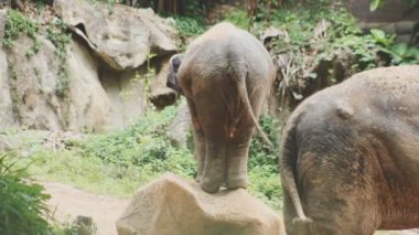 Hayvanat Bahçesi büyük filler.