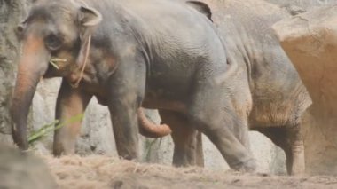 Hayvanat bahçesindeki büyük filler, Tayland. Kapat - kapat