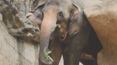 Büyük hortumlu bir filin yakın görüntüsü..