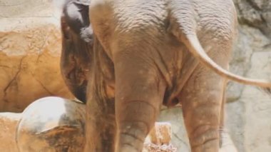 Hayvanat bahçesindeki bir file yaklaş.