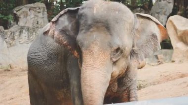 Hayvanat bahçesindeki filin yanına.