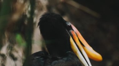 Yeşil arkaplanda siyah karga kuşu