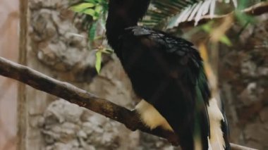 Hayvanat bahçesindeki kuş