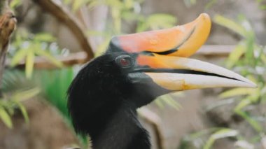 Güzel siyah beyaz bir kuş.
