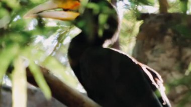 Ormandaki ağaçtaki kuş.