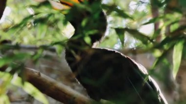 Bahçedeki güzel kuş