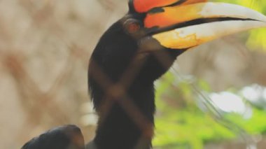 Siyah Tukan kuşu doğada