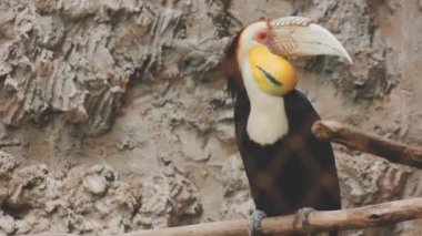 Hayvanat bahçesinde bir kuş