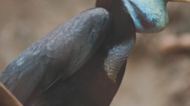 Yakın plan - mavi gözlü bir papağanın