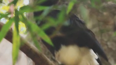 black bird on the tree