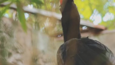 Doğadaki kuş, bitki örtüsü ve fauna