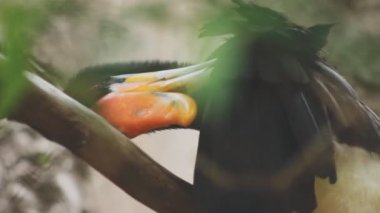 ağaç dalı oturan kuş