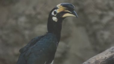 Corcorax corax - corax corcorcorcorax - corax - corax - corax