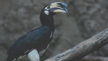 Vahşi doğada karabatak