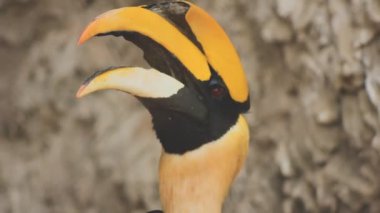 bir kuşun yakın plan görüntüsü