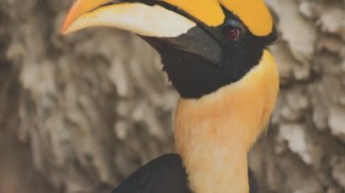 Bir kuşun yakın plan çekimi.