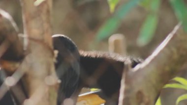 Bir kuşun yakın plan çekimi.