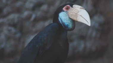 Ormandaki kuşa yaklaş.