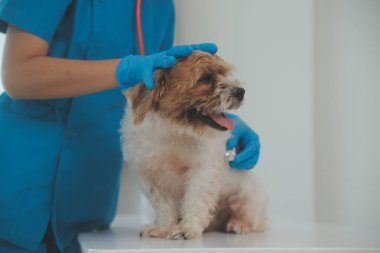 Köpek stetoskop Veteriner Kliniği tarafından kontrol veteriner eller closeup çekim