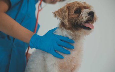 Köpek stetoskop Veteriner Kliniği tarafından kontrol veteriner eller closeup çekim
