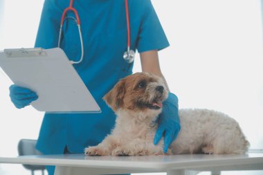 Köpek stetoskop Veteriner Kliniği tarafından kontrol veteriner eller closeup çekim