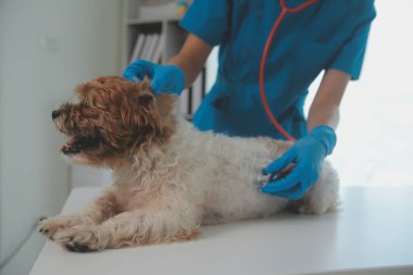Köpek stetoskop Veteriner Kliniği tarafından kontrol veteriner eller closeup çekim