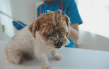 Köpek stetoskop Veteriner Kliniği tarafından kontrol veteriner eller closeup çekim