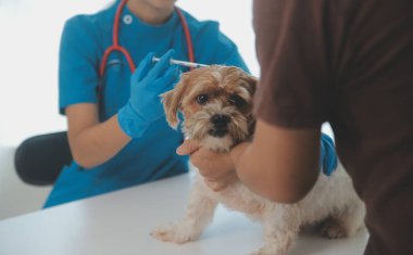 Köpek stetoskop Veteriner Kliniği tarafından kontrol veteriner eller closeup çekim