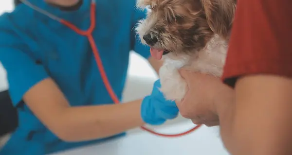 Närbild Skott Veterinär Händer Kontroll Hund Stetoskop Veterinärklinik Stockbild
