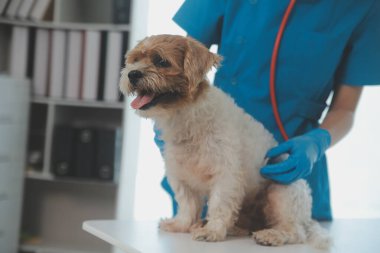 Köpek stetoskop Veteriner Kliniği tarafından kontrol veteriner eller closeup çekim