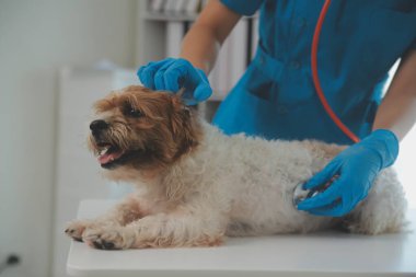 Köpek stetoskop Veteriner Kliniği tarafından kontrol veteriner eller closeup çekim