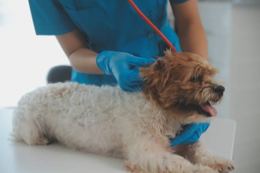 Köpek stetoskop Veteriner Kliniği tarafından kontrol veteriner eller closeup çekim