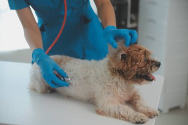 Köpek stetoskop Veteriner Kliniği tarafından kontrol veteriner eller closeup çekim