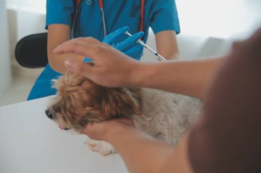 Köpek stetoskop Veteriner Kliniği tarafından kontrol veteriner eller closeup çekim
