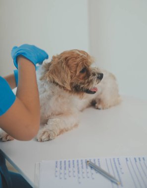 Köpek stetoskop Veteriner Kliniği tarafından kontrol veteriner eller closeup çekim