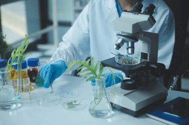 Bilim adamı petri kabında bitki doku kültürünü kesiyor, laboratuvar deneyleri yapıyor. Küçük bitki testi. Kuşkonmaz ve diğer tropikal bitki. Tayland. Yumuşak ışık, yakın çekim.