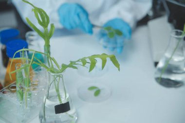 Bilim adamı petri kabında bitki doku kültürünü kesiyor, laboratuvar deneyleri yapıyor. Küçük bitki testi. Kuşkonmaz ve diğer tropikal bitki. Tayland. Yumuşak ışık, yakın çekim.