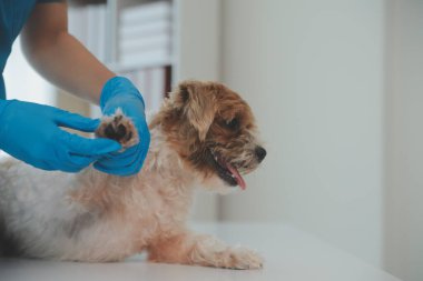 Köpek stetoskop Veteriner Kliniği tarafından kontrol veteriner eller closeup çekim