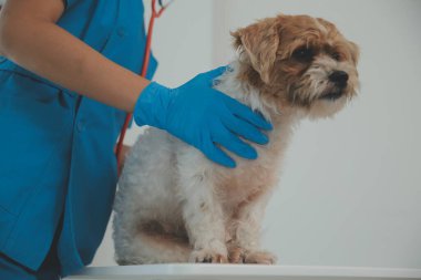 Köpek stetoskop Veteriner Kliniği tarafından kontrol veteriner eller closeup çekim