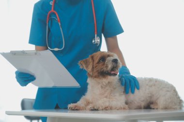 Köpek stetoskop Veteriner Kliniği tarafından kontrol veteriner eller closeup çekim